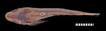 Media type: image;   Ichthyology 58108 Aspect: ventral,description